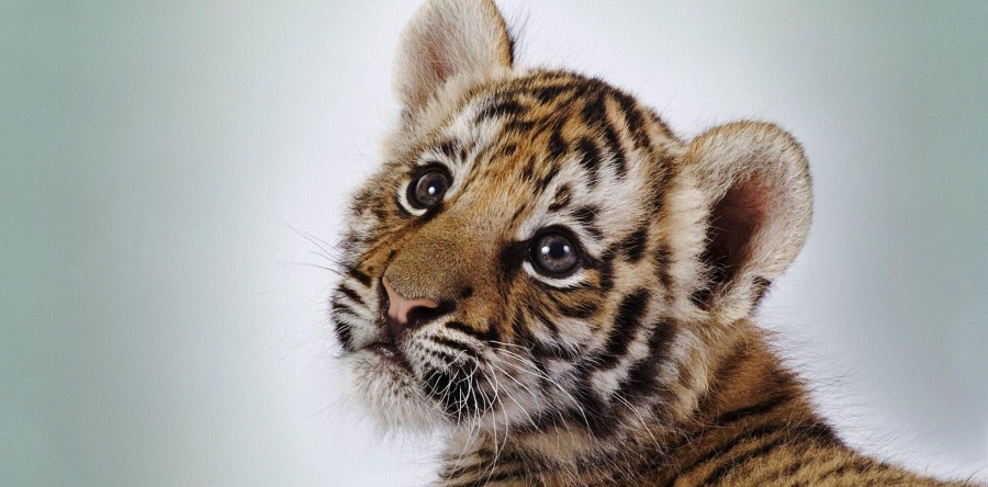 Tigre