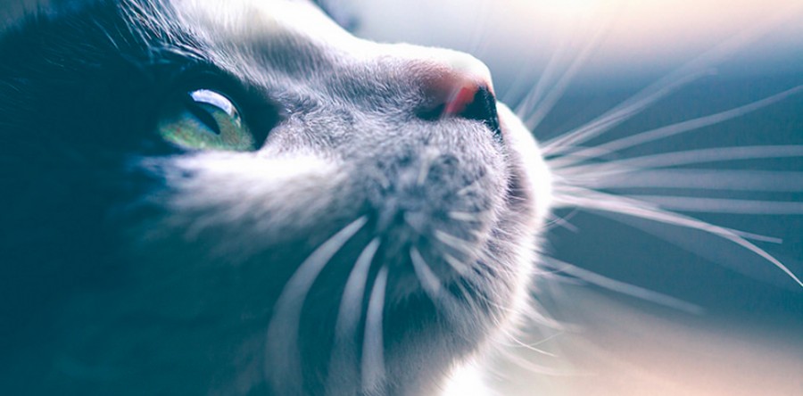 Gatito portada