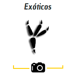 icono-exositos1tit