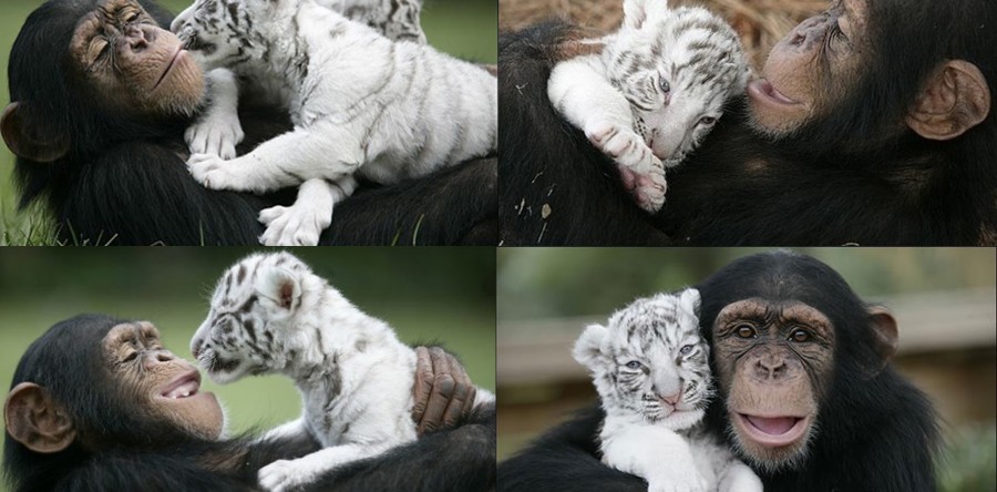 Mono y Tigre