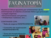 Especialista en gatos