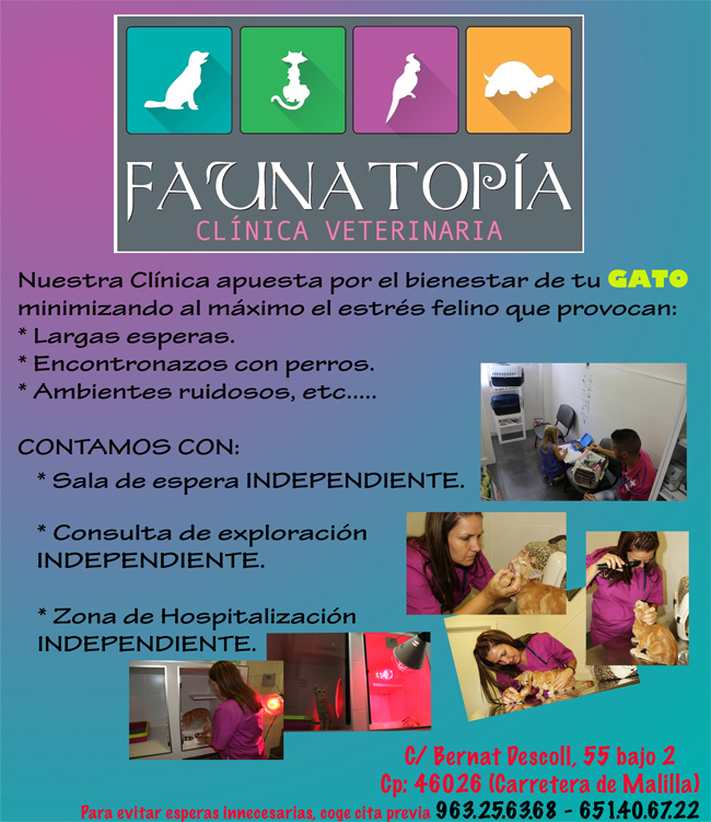 Especialista en gatos